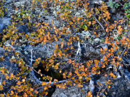 lovozerskie-tundry-2012-022