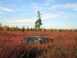 Раскрашенное осенью болото