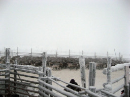 Январь 2010 г. Просчет оленей в СХПК "Тундра".