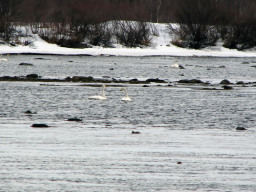 04.2010. Весна. Лебеди прилетели.