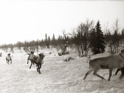 День оленевода. Село Ловозеро. 1970 год