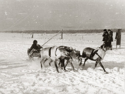 День оленевода. Село Ловозеро. 1970 год