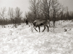 День оленевода. Село Ловозеро. 1970 год