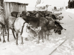 День оленевода. Село Ловозеро. 1970 год