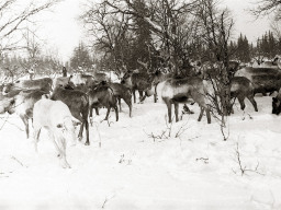 День оленевода. Село Ловозеро. 1970 год