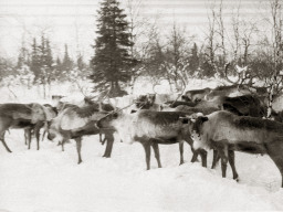 День оленевода. Село Ловозеро. 1970 год