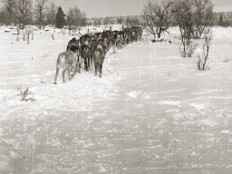 День оленевода. Село Ловозеро. 1970 год