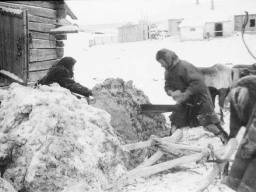 Село Ловозеро, 1950е. Распиливание ягеля, заготовленного летом для корма оленей в зимнее время