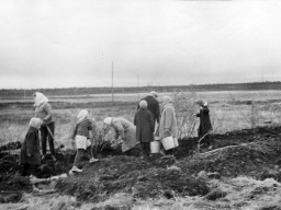 Ловозеро. Школьники на уборке картофеля. Школа-интернат 1964 - 1966 г.