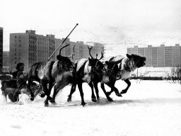 Праздник Севера. Гонки на оленьих упряжках в Долине Уюта. Март 1982 года