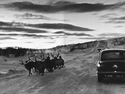Упряжка оленей на автодороге. 1960-е