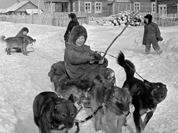 Дети из колхоза «Тундра» катаются на собачьих упряжках. 1961 год