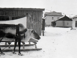 Ловозеро. Во дворах по улице Пионерской. 1980 год