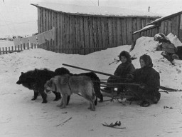 Ловозерские саамские дети катаются на собаках. Март 1962 года