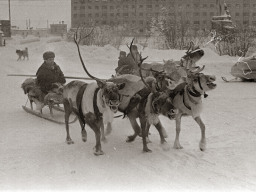 Оленья упряжка на центральной площади с. Ловозеро. 1977 год