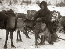 Олени прибыли из тундры для отправки на фронт. 1942-1944 гг.