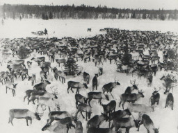 Стадо оленей колхоза «Тундра» на зимнем пастбище. 1970 год