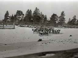 Кораль для забойки оленей. 33 километра от села Ловозера. 1971 год