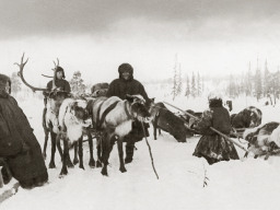 Почтовые оленьи упряжки на Ловозерском тракте. 1940 год