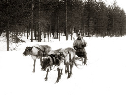 Саами Иван на оленях. 1975 год